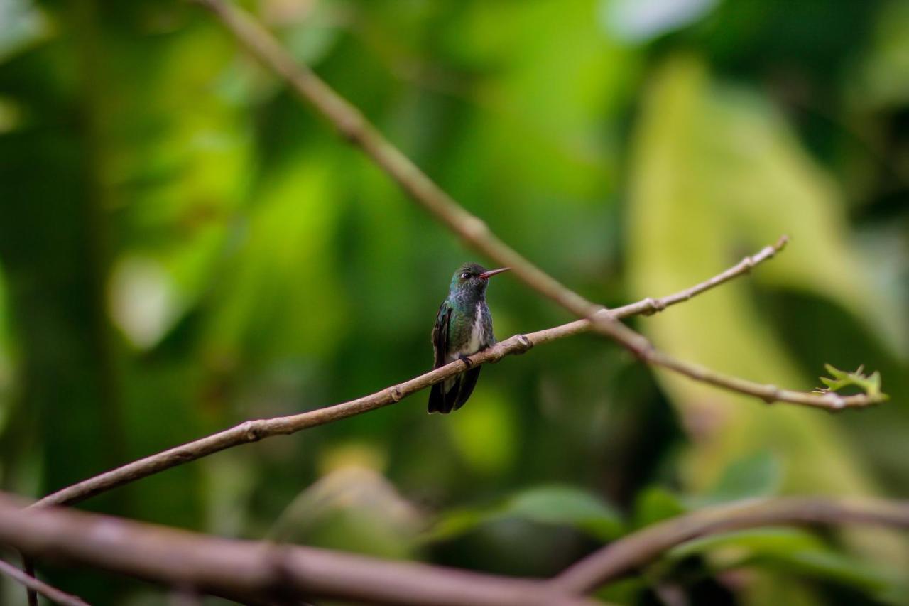 Couleur Locale Paramaribo Luaran gambar